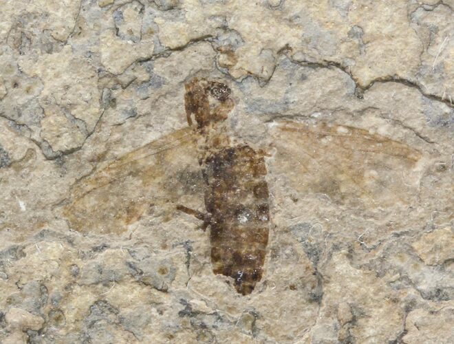 Double Fossil March Fly (Plecia) - Green River Formation #47164